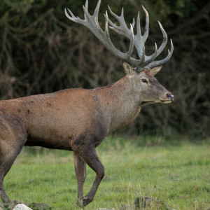 В Киржачском районе увидели благородного оленя