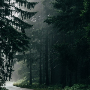 С фирмы «Армада» взыскали неустойку за раскопки в лесу под Петушками без его восстановления