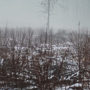 Прогноз погоды во Владимирской области на 26 ноября