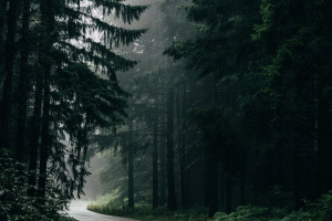 С фирмы «Армада» взыскали неустойку за раскопки в лесу под Петушками без его восстановления