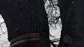 Во Владимире на 100-летнем дубе лопнула металлическая цепь