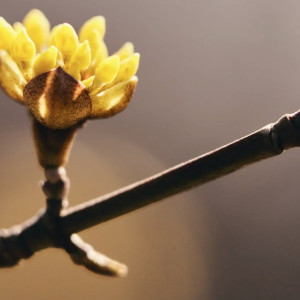 Прогноз погоды во Владимирской области на 22 марта