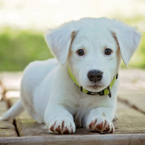 Скандал с закрытием приюта «Валента» во Владимире разгорелся с новой силой