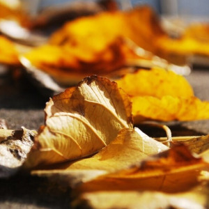 Во Владимирскую область пришло бабье лето