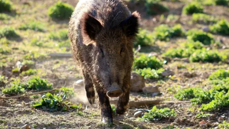 Во Владимирской области на охоту на кабанов наложили годовое табу