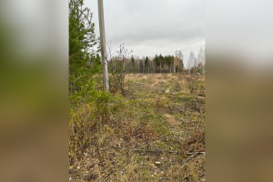 Во Владимирской области арендатор вырубил деревья в лесопарке на 2,3 млн рублей