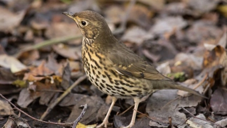 День сорока Севастийских мучеников: что можно и чего нельзя делать 22 марта