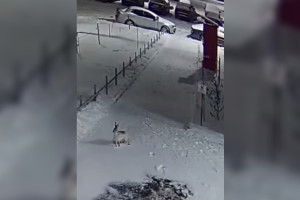 Во владимирском микрорайоне Юрьевец заметили зайца