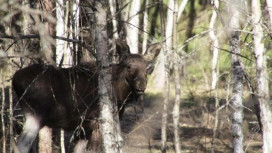 Жителей Владимирской области предупредили о выбегающих на дорогу лосятах