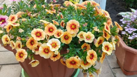 Прогноз погоды во Владимире и области на 17 июля