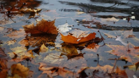 В выходные Владимирскую область накроют обложные дожди