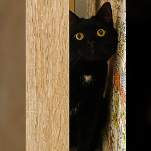 Во Владимире спасенный ребенком кот нашел новый дом