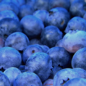 В Киржаче на селекцию голубики потратят 3,5 млрд рублей