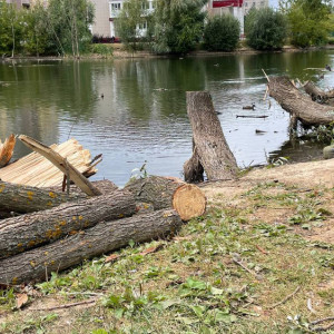 Во Владимире у Соловьиного пруда спилили ивы