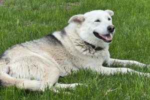 Во Владимирской области обнаружили 9 случаев бешенства