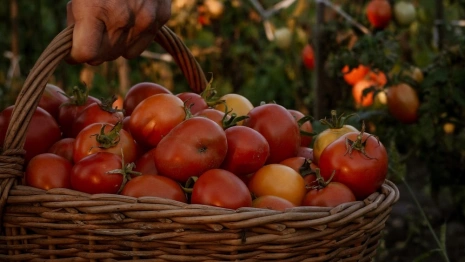 Дачный сезон во Владимирской области. За вьюнок и борщевик грозят крупные штрафы 