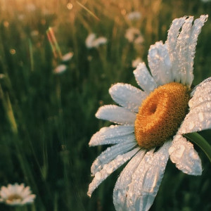 Похолодание во Владимирской области продержится до середины недели