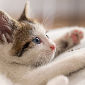 Владимирская ветклиника прокомментировали смерть котенка с бешенством