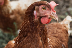 В Петушинском районе ввели карантин по азиатской чуме птиц