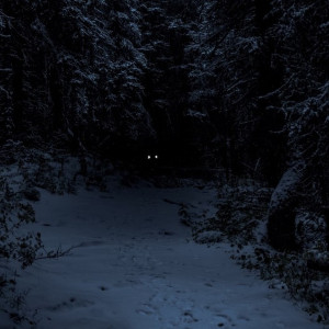 Во Владимирской области пропавшую 70-летнюю пенсионерку обнаружили мертвой