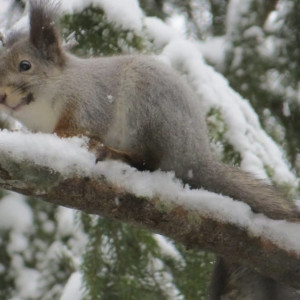 В лесах Владимирской области пересчитали белок