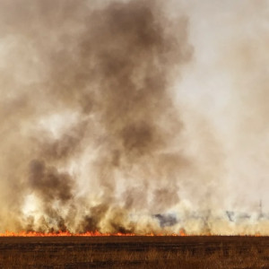 Во Владимирской области загорелись 10 лесов и 303 поля