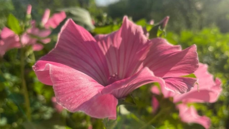 Прогноз погоды во Владимире и области на 13 июля