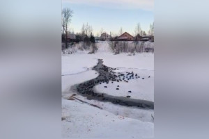 Во Владимирской области спасли замерзающих в 30-градусные морозы уток