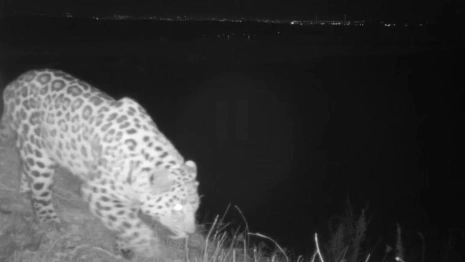 Россияне выбирают имя для третьего котёнка дальневосточного леопарда