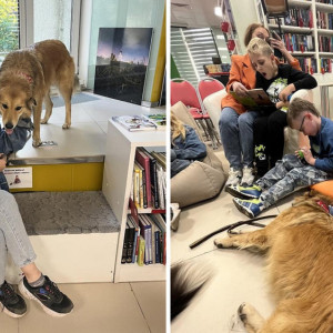 Во Владимире открыли «пушистую библиотеку»