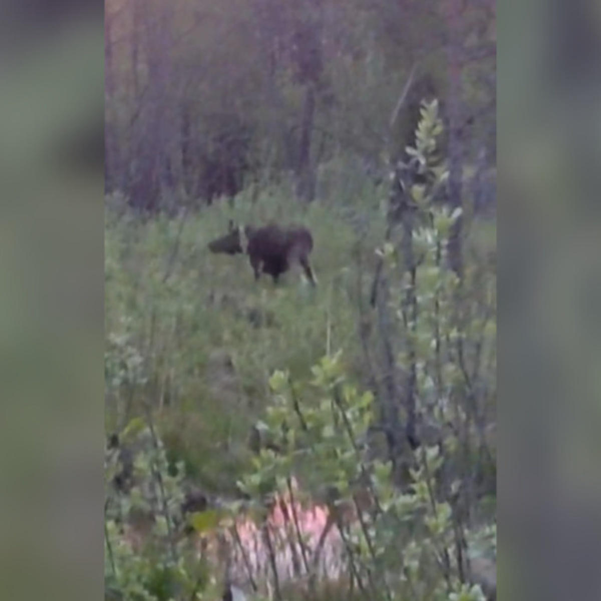 В Петушинском районе сняли на видео обед пары лосей - День во Владимире