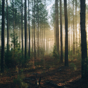 Владимирская область стала лидером в рейтинге по объемам вырубки леса 