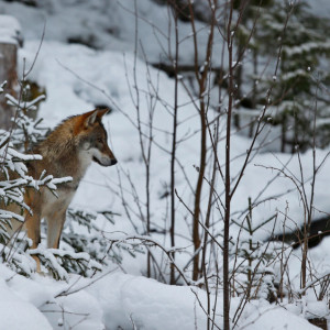 Во Владимирской области пересчитают диких зверей