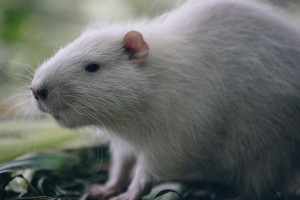 Добросельский пруд во Владимире закроют для посещения 20 августа