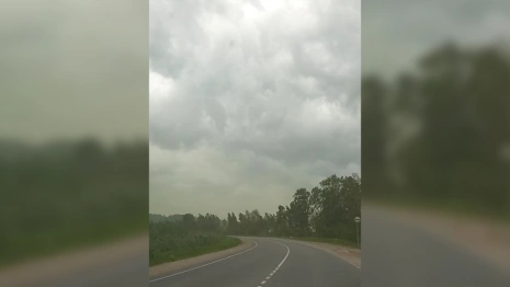 Владимирскую область накрыла «зеленая буря»