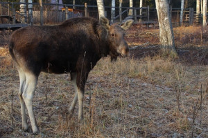 Во Владимирской области арестовали квартиру водителя, сбившего лося