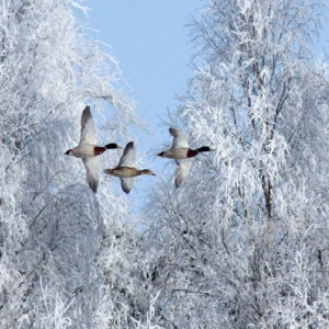 Прокопий Исповедник: что можно и чего нельзя делать 12 марта