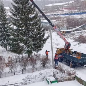 В Гороховце ради украшения города срубили 30-летнюю ель