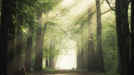 Пропавшую 29-летнюю девушку из Владимирской области нашли живой