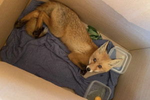 Во Владимире спасли найденного у дороги лисенка