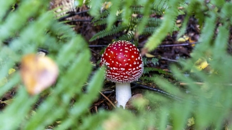 Житель Коврова пил отвары из мухоморов и сушил коноплю в «лечебных целях»
