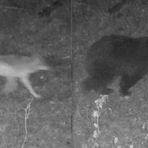 Во Владимирской области заметили медведя