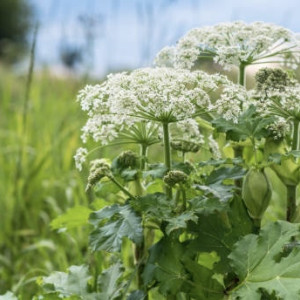 Жители Суздаля позвали на помощь в борьбе с борщевиком