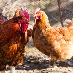 В Селивановском районе отменили карантин по азиатской чуме птиц