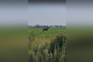 В поле под Владимиром заметили лося
