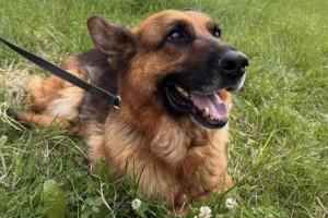 Во Владимире полицейские объявили поиск хозяина для служебной овчарки