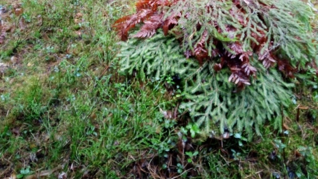 Во Владимирской области спасли белогрудого ежика