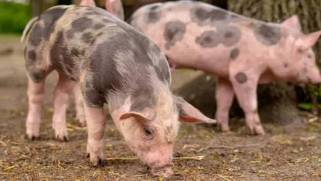 Во Владимирской области выявили шестой очаг африканской чумы свиней