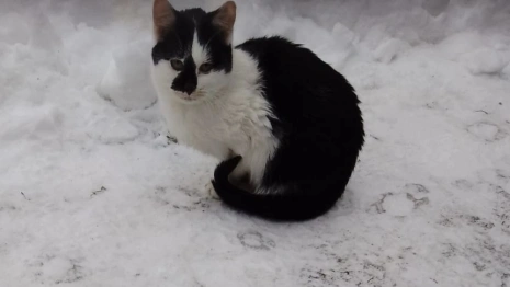 Во Владимирской области семерых котят бросили на морозе