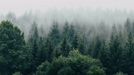 Во Владимирской области засадят 6,4 тыс. га леса